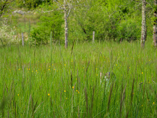 Obraz premium Tabby Cat Hidden In Tall Meadow Grass In Spring