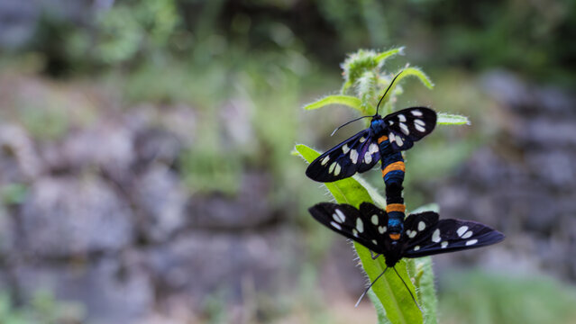 Nine Spotted Moth Pair Mating On Plant Stem Close Up