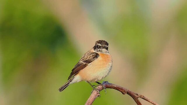 East Asian Stonechat Perching on Twig and Flying Away