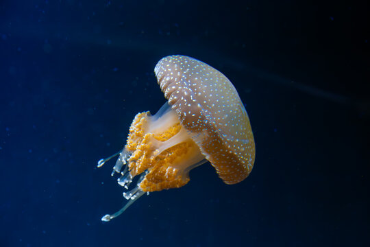 Giant, bioluminescent jellyfish found deep underwater, their interiors clearly visible. Abstract copy space background