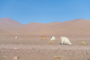 Fototapeta premium Serene Andean fox family in arid Altiplano desert of Bolivia
