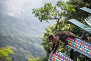 Calm curious monkey rests on colorful panel overlooking lush mountain and scenic city of rio de janeiro feeling peaceful © Jirawatfoto