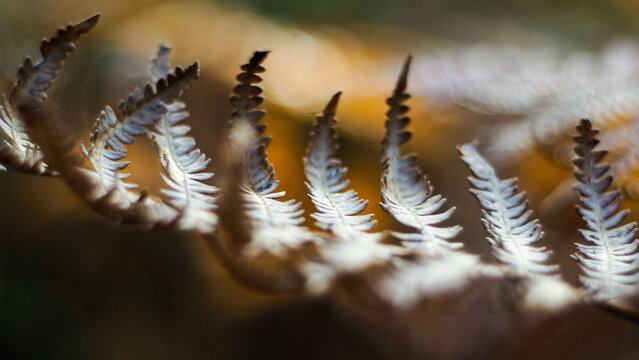Foug&egrave;res et bruy&egrave;res sauvages, dans la for&ecirc;t des Landes de Gascogne
