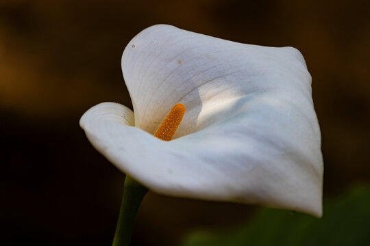 Macro shot of a pristine white calla lily flower with a vibrant orange spadix against a dark moody background.