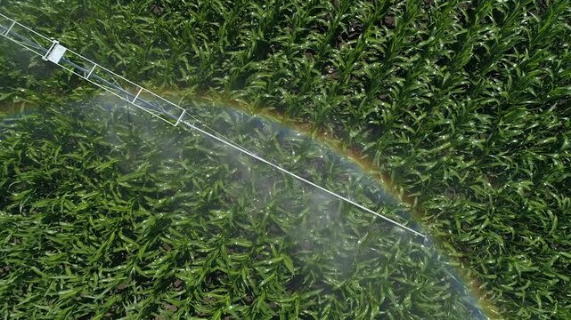 Aerial view of irrigation system spraying water over corn field with visible rainbow in mist, showing crop watering and agricultural landscape