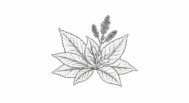 Detailed grayscale illustration of a flowering plant with serrated leaves