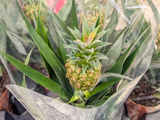 Warsaw, Poland, April 15, 2026. A small decorative pineapple plant in a transparent plastic wrap at a florist. High quality photograph. © ULYANA_1995