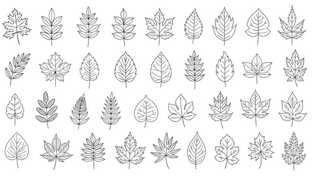 Collection of various leaf silhouettes and line art illustrations showing different shapes and species for botanical design projects.