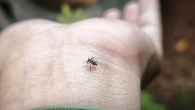 nasty insect mosquito sitting on hand and drinks the blood of the pierced skin