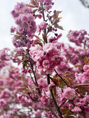 Fototapeta premium A photo of an incredibly beautiful spring blooming pink cherry tree – Sakura. Sakura branches with beautiful pink flowers.