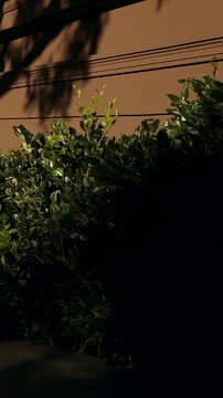 Showing dense hedge being lit on sidewalk by tan wall, dark silhouette emerging left, walking right