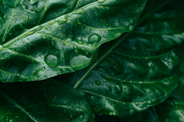 Water drops on green leaf, purity nature background © pernsanitfoto