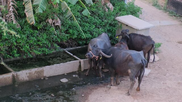 Domestic water buffaloes drinking from a concrete water trough in a rural village