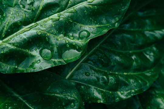 Water drops on green leaf, purity nature background