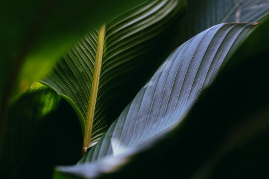 Tropical foliage texture, Green nature background, Close-up of Calathea lutea leaves.