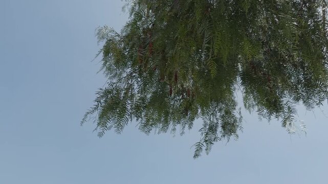 Static aerial view of a lush green residential neighborhood with trees swaying in the wind, 4K Prores