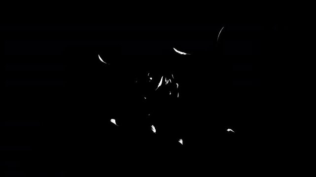 白い羽が中央から回転して散らばるループ可能で背景が透明な動画
