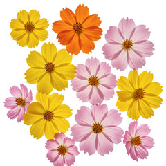Fototapeta premium Collection of colorful cosmos flowers isolated on transparent background