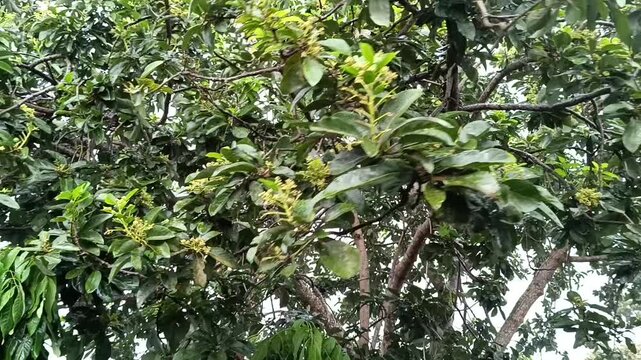 avocado tree in bloom in the wind and rain