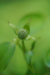 Fototapeta premium Yamaboushi bud wrapped in young leaves