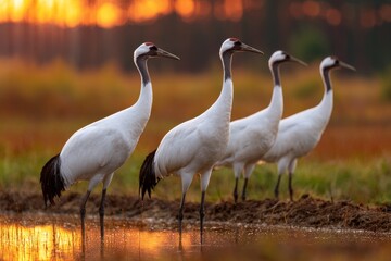 Naklejka premium Storks stand tall against a glowing sunset in Poland