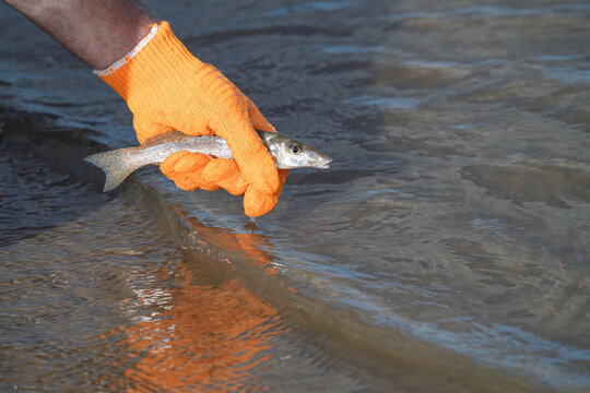 Recreational fishing catch and release of a small whiting in shallow water on a sunny beach day