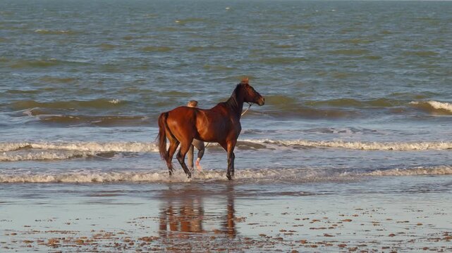 Equestrian Woman Cooling Down Horse After Ride, Leading on Rope into Shallow Ocean Waves