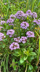 Fototapeta premium Wild thyme Thymus serpyllum blossoms carpeting grassy ground in purple bloom