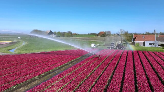 Blooming tulip fields with irrigation system in rural landscape in Europe