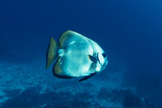 Golden Spadefish Platax boersii