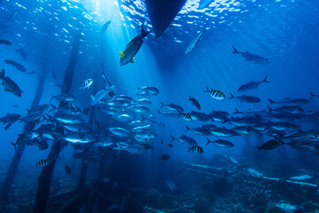 Fototapeta premium School of Caranx Jacks Sheltering Beneath Jetty Structure