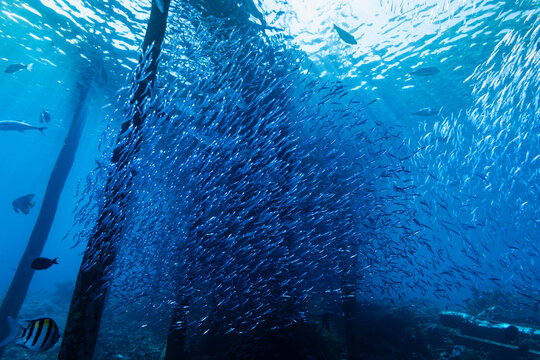 A group of reef fish moves through open water, their shapes contrasted against the clear blue background. The formation reflects coordinated swimming behavior that helps maintain group cohesion and aw