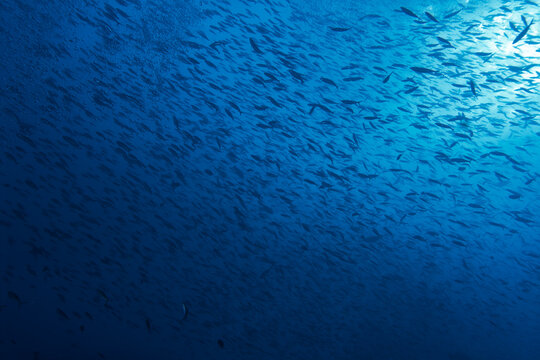 A group of reef fish moves through open water, their shapes contrasted against the clear blue background. The formation reflects coordinated swimming behavior that helps maintain group cohesion and aw