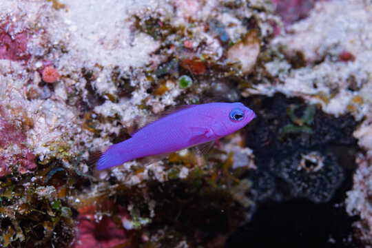 Purple Dottyback Pictichromis porphyrea