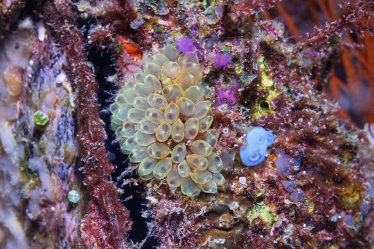 Colonial Ascidian Genus Perophora