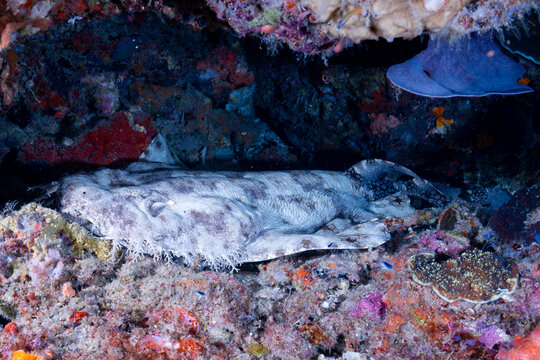 asselled Wobbegong (Eucrossorhinus dasypogon) Resting in Reef Crevice, Raja Ampat