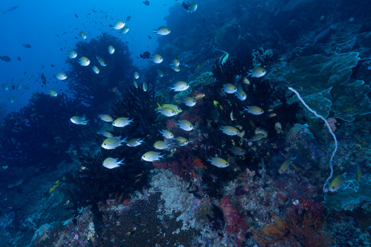 Damselfish schooling, coral reefs Raja Ampat