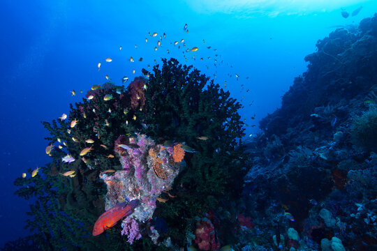 Black Sun Coral Tubastraea micranthus