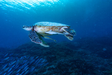 Fototapeta premium Chelonia mydas swimming — Raja Ampat, Indonesia