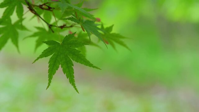 Japanese green maple leaves with seeds in early summer