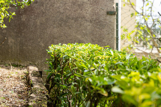 Haie basse de fusains panach&eacute;s vert et jaune longeant un mur de maison clair, avec un jeu d'ombres port&eacute;es et une bordure de jardin structur&eacute;e.