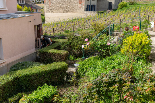 Jardin en pente harmonieux structur&eacute; par des haies de buis g&eacute;om&eacute;triques, des massifs de fleurs roses et un escalier, avec des vignobles en arri&egrave;re-plan.