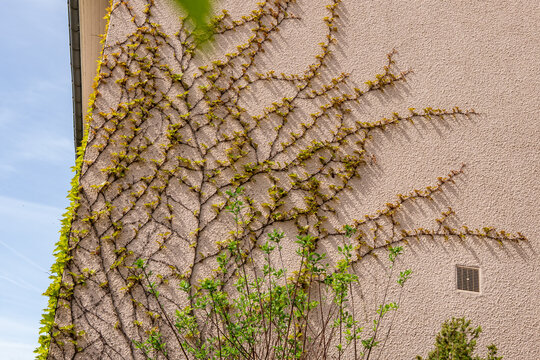 Fa&ccedil;ade de maison couleur sable orn&eacute;e d'une glycine grimpante entourant une porte en bois, avec un garde-corps en fer forg&eacute; au premier plan.