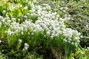 Obraz premium Floraison dense de corbeilles d'argent aux fleurs blanches éclatantes formant une bordure lumineuse et printanière dans un jardin ensoleillé.