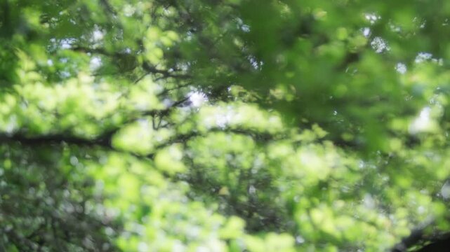 陽光を浴びてきらめく新緑の木々　春から初夏の風景映像