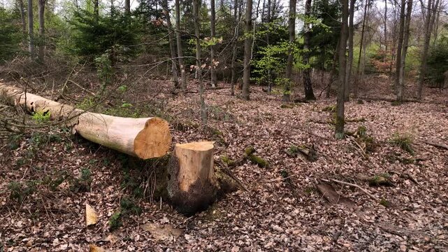 Felled tree and stump in a forest, deforestation logging industry in the woodlands wooden material
