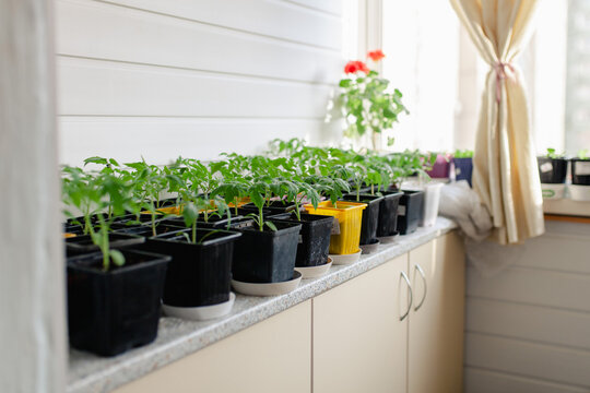 Young tomato seedlings in black and yellow plastic pots lined up along windowsill, ready for transplanting. Home indoor seedling propagation and small-space gardening.