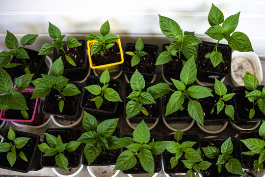 Top-down of pepper seedlings growing in small pots and trays on windowsill. Home gardening, urban farming and small-scale nursery production.