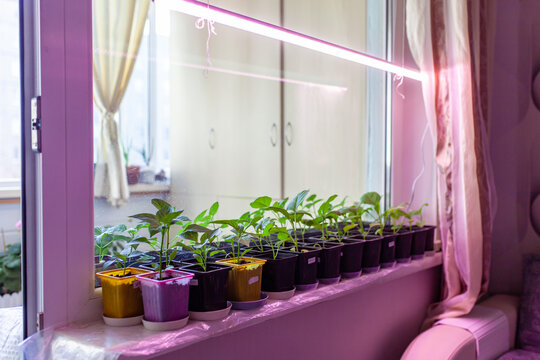 Row of young potted  pepper seedlings on windowsill under LED grow light. Urban indoor microgarden concept, DIY home gardening, small-space green living.