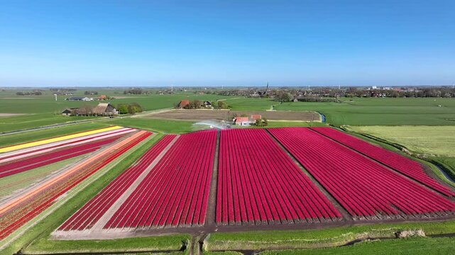 Blooming tulip fields with irrigation system in rural landscape in Europe